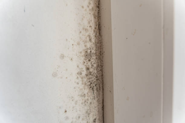 Best Real Estate Mold Inspection  in Cusseta, GA