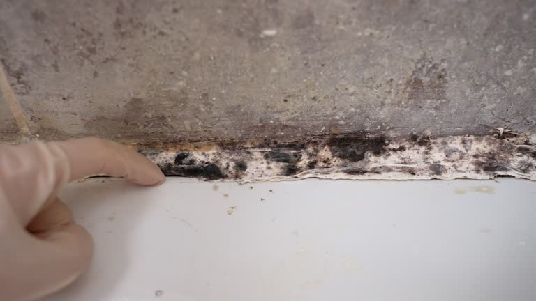 Best HVAC Mold Inspection and Cleaning  in Cusseta, GA